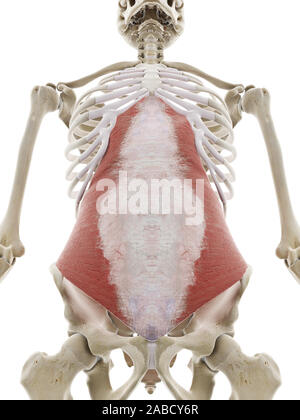 3d rendered medically accurate illustration of the transversus abdominis Stock Photo