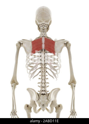 medically accurate illustration of the rhomboid Stock Photo - Alamy