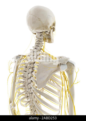 3d rendered medically accurate illustration of the nerves of the back Stock Photo