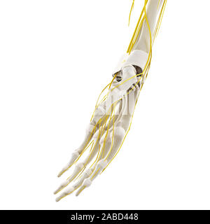 Nerves to the arm and hand Stock Photo - Alamy