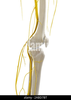 3d rendered medically accurate illustration of the nerves of the knee Stock Photo