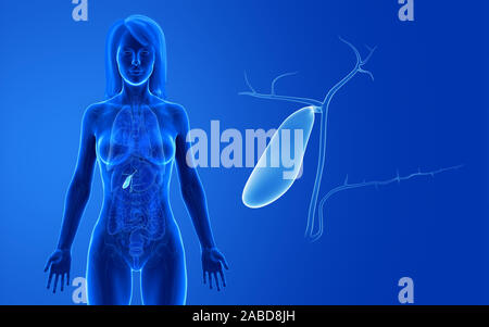 3d rendered medically accurate illustration of the female gallbladder Stock Photo