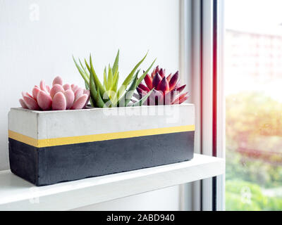 Cactus pot. Beautiful painted concrete pot. Green, red and pink succulent plants in modern cubic concrete planter on white wooden shelf near window gl Stock Photo