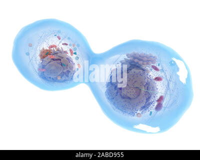 3d rendered medically accurate illustration of a dividing human cell Stock Photo