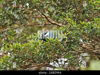 Eastern Crested Berrypecker (Paramythia montium montium) adult feeding in fruiting tree  Kumul Lodge, Mount Hagen, Papua New Guinea             July Stock Photo