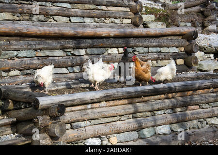 Frei laufende Hühner auf einem Bauernhof in Österreich. Stock Photo
