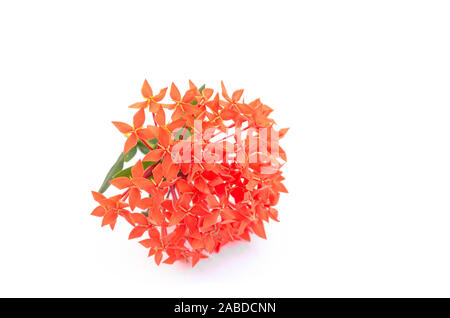 Perfect shot of red ixora flower blooming on a white background Stock Photo