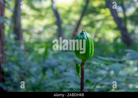 Cardiocrinum giganteum seed pods.Giant Lily seed pods. Stock Photo