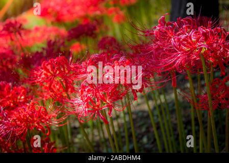 Cluster amaryllis - Japanese Higanbana.Cluster amaryllis - Japanese Higanbana.Ｍanjusaka。Autumn Tokyo in JAPAN.Licorice. Stock Photo