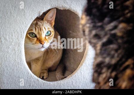 Singapura, A cat hiding in the cat house and looking out at another cat. Stock Photo