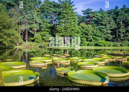 Victoria amazonica with a coniferous forest at botanical gardens in Tokyo JAPAN. Huge floating lotus,Giant Amazon water lily. Stock Photo