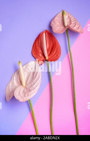 Beautiful red and pink Anthurium flowers or flamingo flower on a purple and pink background, vertical composition Stock Photo