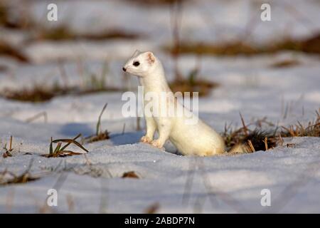 hermelin-im-winterfell-im-schnee-mustela-erminea-stock-photo-alamy