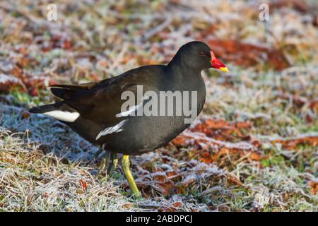 Teichhuhn (Gallinula chloropus) Stock Photo