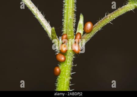 Nagelfleck (Aglia tau) Weibchen bei der Eiablage Stock Photo