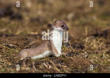 Hermelin (Mustela erminea) Stock Photo