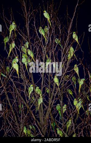 Halsbandsittiche (Psittacula krameri) an ihrem Schlafbaum Stock Photo