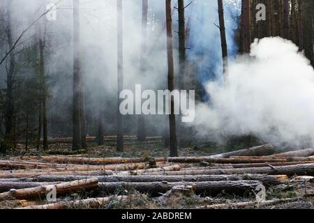Forest cutting down with smoke of burning away brushwood, sawed pine wood stacked on the ground covered with rime, close up, copy space, ecology damag Stock Photo