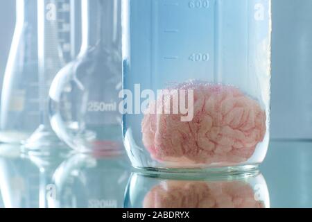 Human brain preserved in formaldehyde for science experiments and education on anatomy Stock Photo