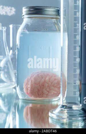 Human brain preserved in formaldehyde for science experiments and education on anatomy Stock Photo