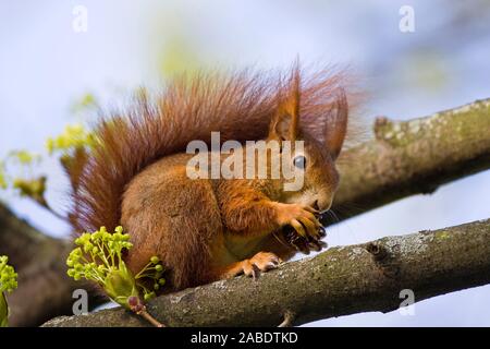 Eichhörnchen (Sciurus vulgaris) Stock Photo