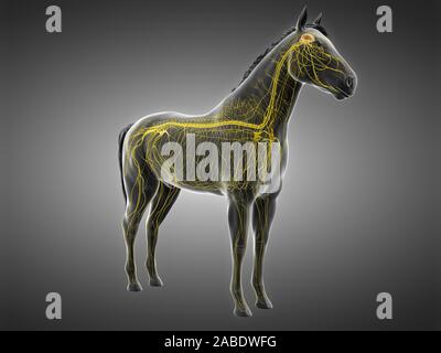 3d rendered anatomy of the equine anatomy - the nervous system Stock Photo