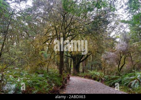Hiking path among rainforest and Thin-bark totara trees on foggy day. Mount Aspiring national park, New Zealand Stock Photo