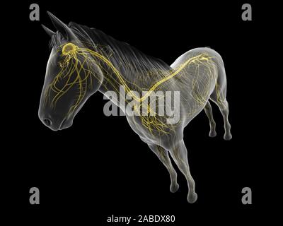 3d rendered anatomy of the equine anatomy - the nervous system Stock Photo