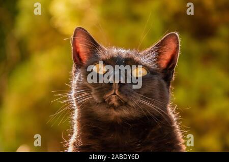 black cat with whiskers and yellow eyes, looking up in the air, green bushes in the backdrop, shallow depth of field Stock Photo