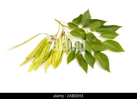 Dalbergia or Rosewood sheesham. Plant with seed. Isolated on white background Stock Photo