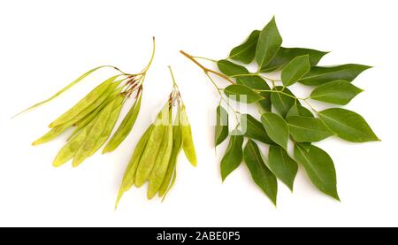 Dalbergia or Rosewood sheesham. Plant with seed. Isolated on white background Stock Photo