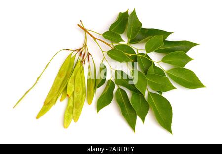 Dalbergia or Rosewood sheesham. Plant with seed. Isolated on white background Stock Photo