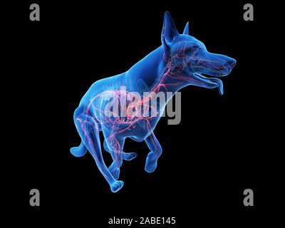 3d rendered medically accurate illustration of a dogs vascular system Stock Photo