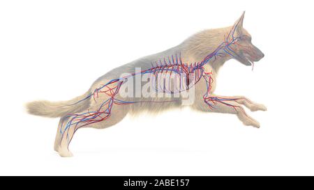 Dog Heart - Anatomy of Circulatory System Stock Photo: 80197081 - Alamy