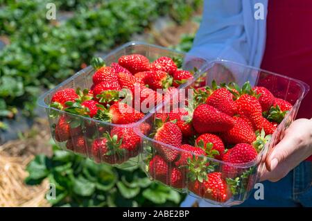 Person holding two punnets of freshly picked strawberries on a farm. Agriculture farm background Stock Photo