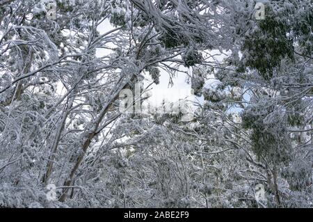 Snow covered eucalyptus treetops. Winter landscape Stock Photo