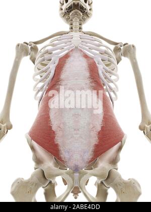 3d rendered medically accurate illustration of the transversus abdominis Stock Photo