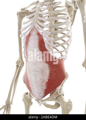 3d rendered medically accurate illustration of the transversus abdominis Stock Photo