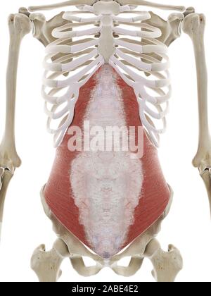 3d rendered medically accurate illustration of the transversus abdominis Stock Photo