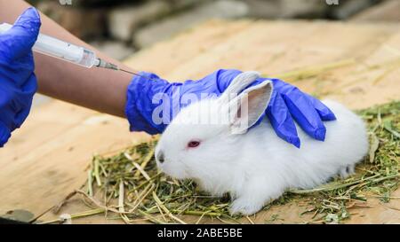 man in medical gloves vaccinates a little white rabbit Stock Photo