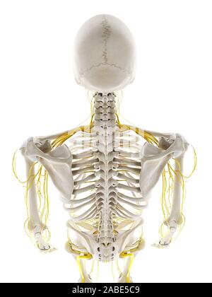 3d rendered medically accurate illustration of the nerves of the back Stock Photo