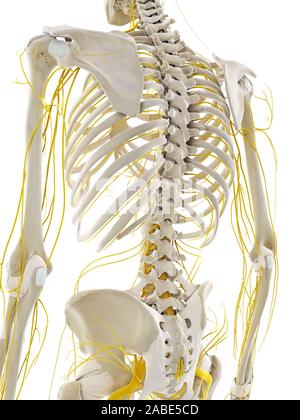 3d rendered medically accurate illustration of the nerves of the back Stock Photo