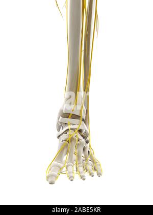 medically accurate illustration - nerves of the foot Stock Photo