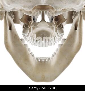 3d rendered medically accurate illustration of the skull with open jaw Stock Photo