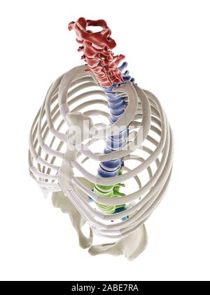3d rendered illustration - sections of the human brain Stock Photo - Alamy