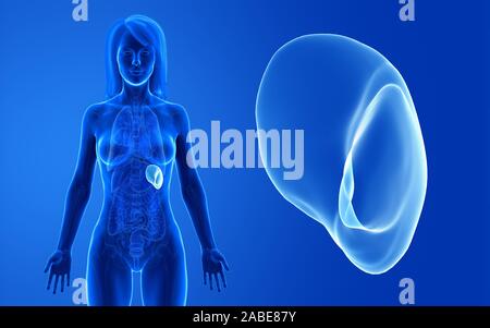 3d rendered medically accurate illustration of the female spleen Stock Photo