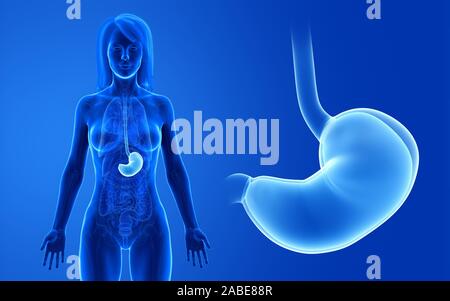 3d rendered medically accurate illustration of the female stomach Stock Photo