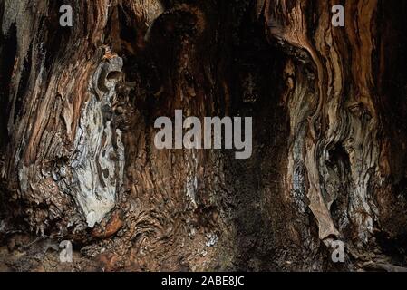 closeup view inside a hollow of plane tree. Background. Stock Photo