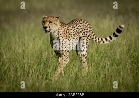 Female cheetah walking through grass in sunshine Stock Photo