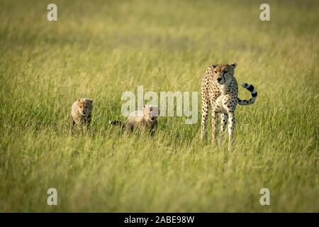 Female cheetah walks with cubs through grass Stock Photo